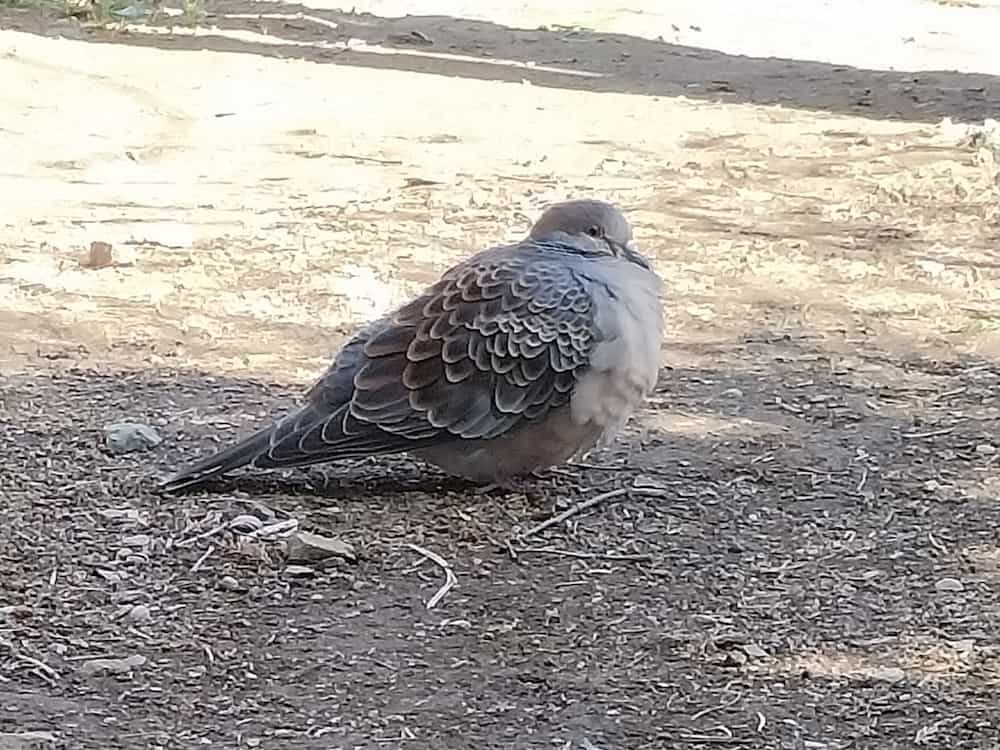 A photograph of a pigeon resting on the ground