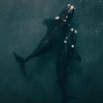 pexels-photo-4801188-4801188 Overhead shot of two southern right whales swimming in the ocean near Argentina, showcasing marine life.